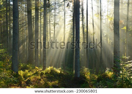 aurumn morning in the forest