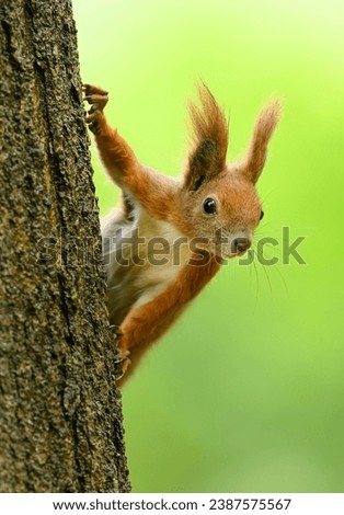 Similar – Foto Bild European brown squirrel