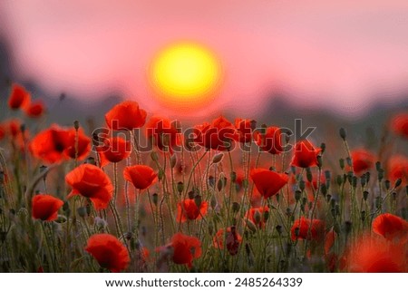 Image, Stock Photo red poppy blossom against green background