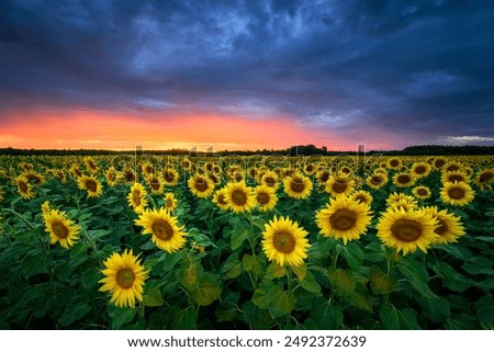 Similar – Image, Stock Photo blooming sunflower at the house in sunshine. Frog perspective