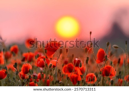 Similar – Image, Stock Photo Grass against sunset sky at seaside