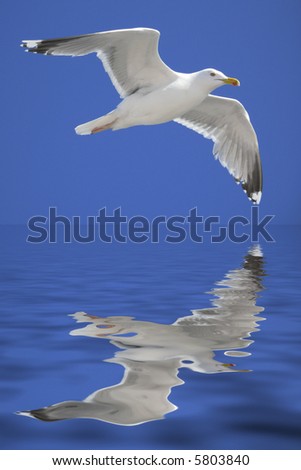 seagull flying with spread wings under a deep blue sky over the water