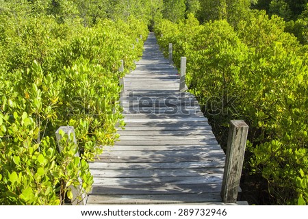 Mangrove forrest and walkway for nature education.