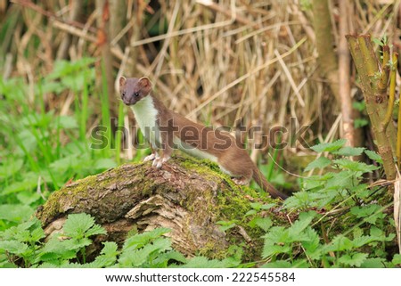 A stoat surveys the land on top of an old log