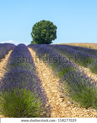Plateau de Valensole (Alpes-de-Haute-Provence, Provence-Alpes-Cote d\'Azur, France(, field of lavender and lonely tree