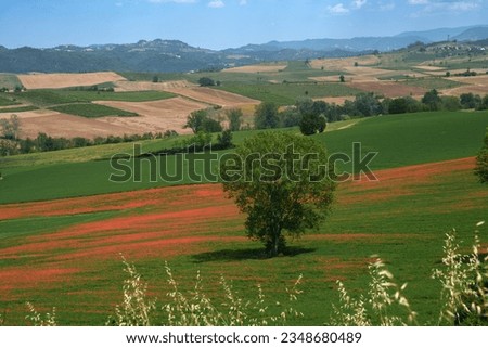 Image, Stock Photo Landscape on the Tortona hills at springtime.