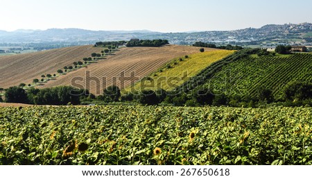Country landscape near Recanati (Macerata, Marches, Italy) at summer