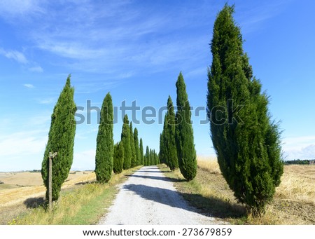 Crete senesi characteristic landscape in province of Siena (Tuscany, Italy) at summer. Road and cypresses