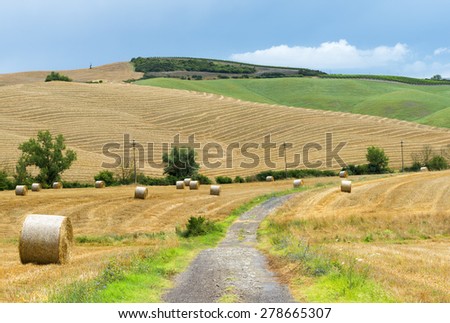 Montalcino (Siena, Tuscany, Italy): country landscape at summer