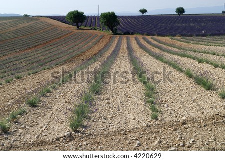 Plateau de Valensole, or Plateau des Lavandes (Provence - Alpes - Cote d'Azur, France) - Fields of lavender