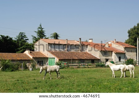 A farm with horses in Provence (France)