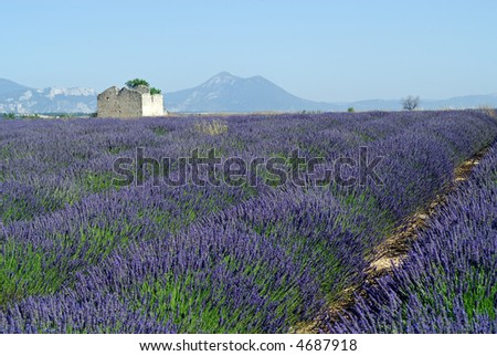 Valensole (Provence, France) - Plateau des Lavandes: landscape