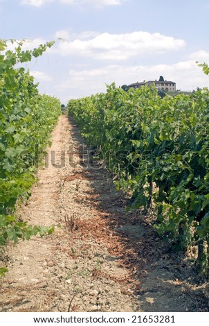 Chianti (SIena, Tuscany, Italy) - Vineyards at a summer afternoon