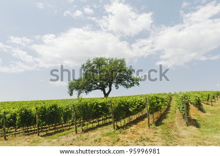 Maremma (Tuscany, Italy), country landscape with vineyards at summer