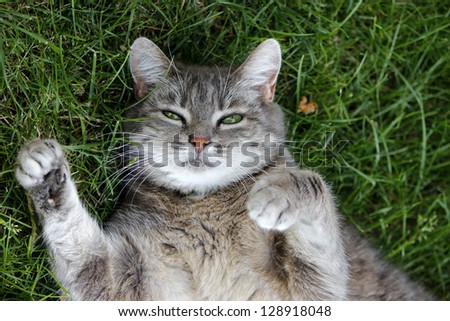 A cat lying in grass on her back