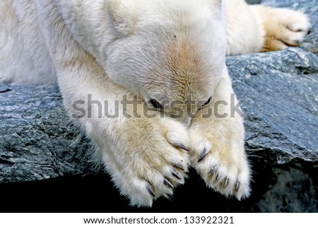 a portrait of a polar bear who hides behind his paw