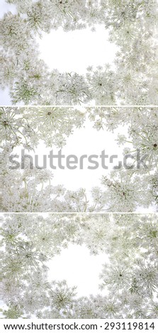 Original size Full Frame of the collected Queen Anne\'s Lace wildflower on white background