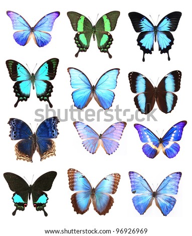 Very Many blue butterflies isolated on white  background
