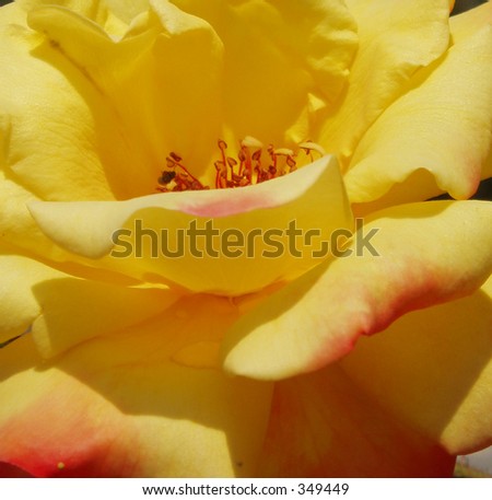 Yellow peach rose closeup.