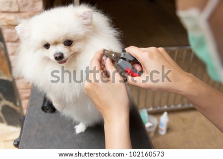 a pomeranian after shower with cut nail