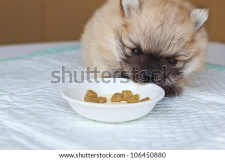 Little pomeranian puppy eating
