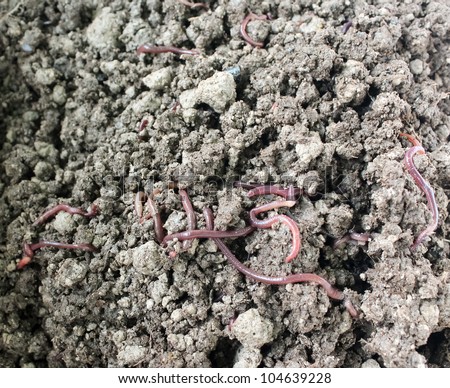 red worms in compost - bait for fishing and soil degradation.