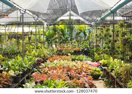 Nursery plant and tree types of variety.