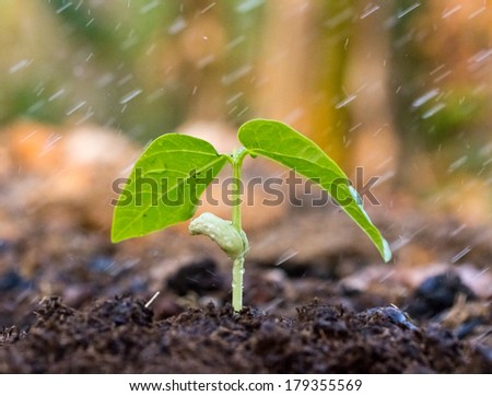 A young green plant with water on it growing out of brown soil.