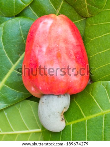 Tropical Cashew fruits on leaf