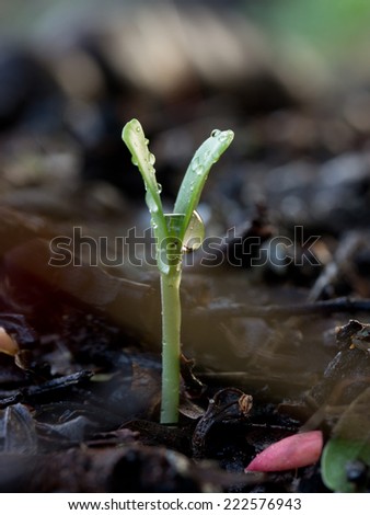 young plant new life