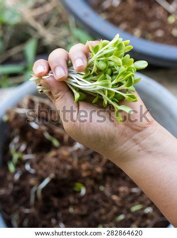 Hand pulling seedlings of plants. The seedlings of the plant to eat.
