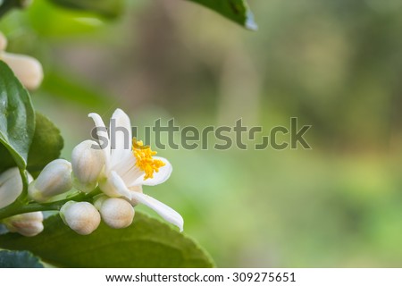 Orange blossoms on a tree.Orange is a tropical plant