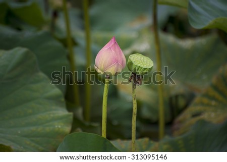 Lotus the sign of respect in buddha religion