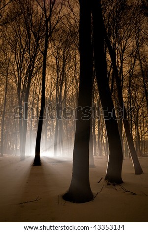Winter scenic at night with light through trees and mist