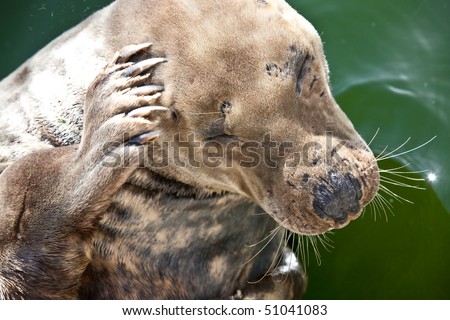 Seal scratching head with paw