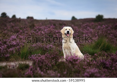Adorable Golden Retriever in purple moor
