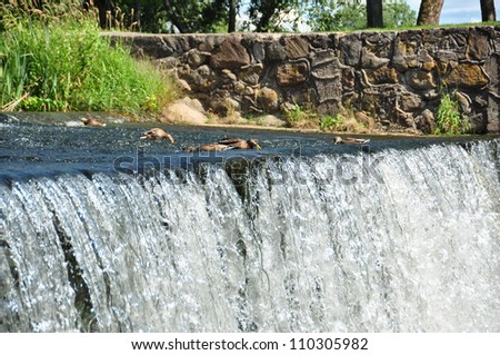 Ducks on waterfall. Waterfall to the stone wall