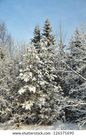fir trees are covered with snow in the forest, shined with the sun