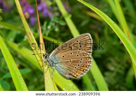 Species of a butterfly Scarce large blue. Butterfly on a grass