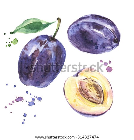 Group of plums with leaf isolated on a white background, Watercolor fruits