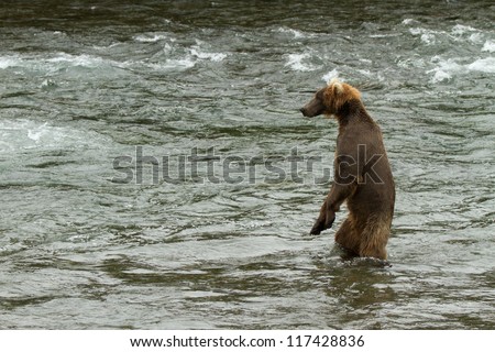 Grizzly - Katmai National Park - Alaska