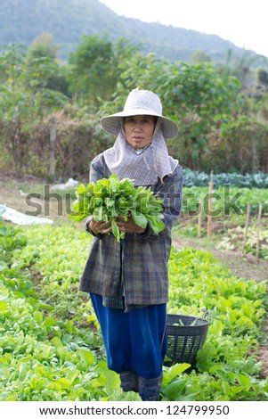 Gardener and chrysanthemum vegetable