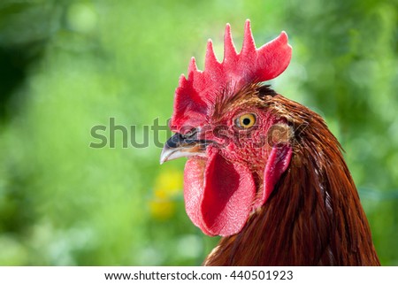 monster cock closeups monster cock closeups