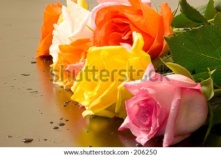 Roses lined on Table