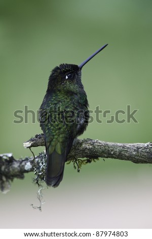 Magnificent Hummingbird standing on a branch / Magnificent Hummingbird