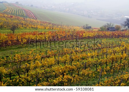 the vari-coloured fall vineyard in Moravia
