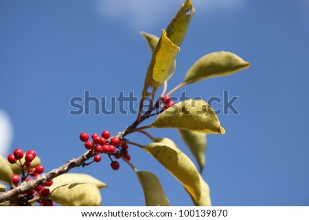 This is the blue sky and the fruit of Round Leaf Holly.