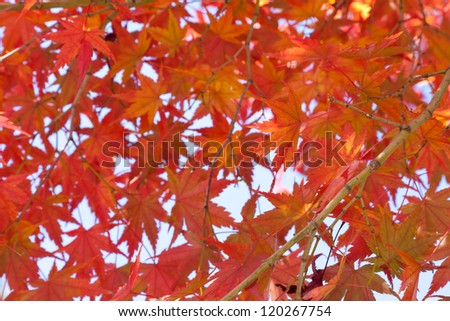 the maple leaves
