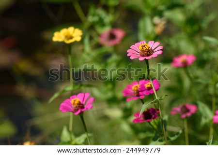 cosmos flowers color background wall wallpaper nature texture pink green pattern
