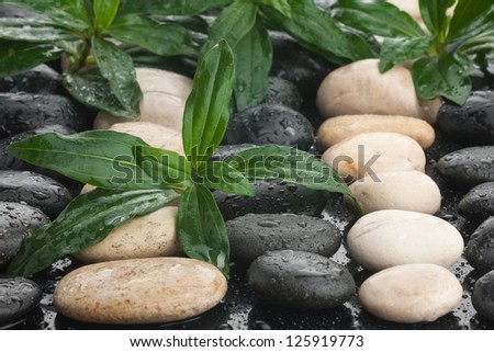 zen stones and leaves with water drops can be used as background